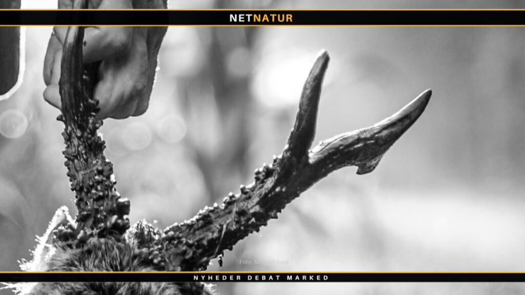 Forbud mod Trofæjagt