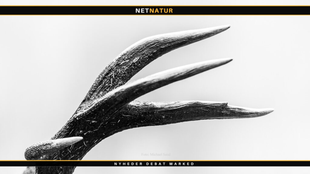 Jakob Boni og Ole Holm