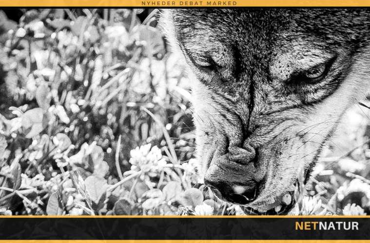 Kvinde dræbt af ulv eller hund