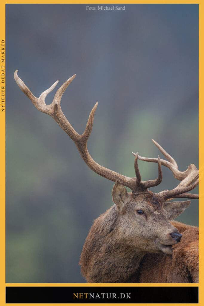 Trofæjagt og jagtrejser