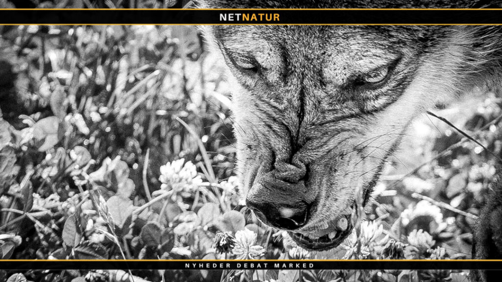 Ulv og strømhalsbånd