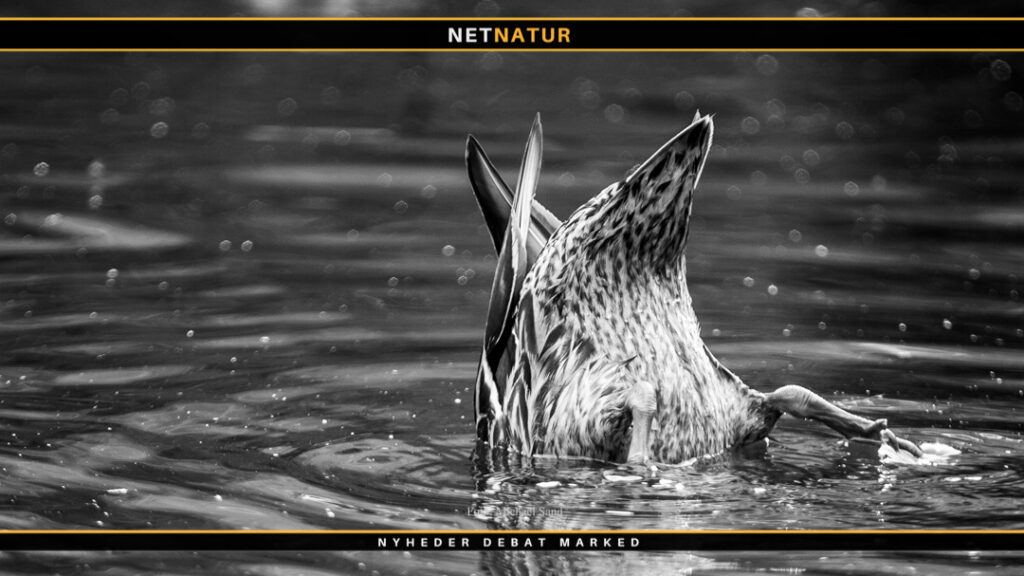 Stenalder og gråand