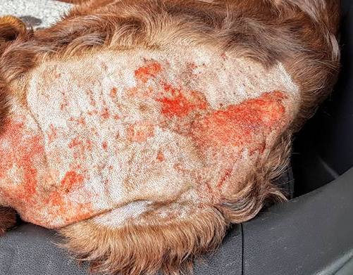 Hot Spot - hudbetændelse hos hunde