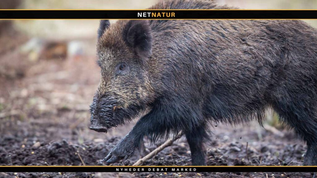 Keiler og vildsvin i brunst