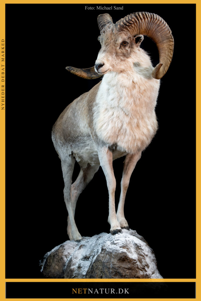 Argali