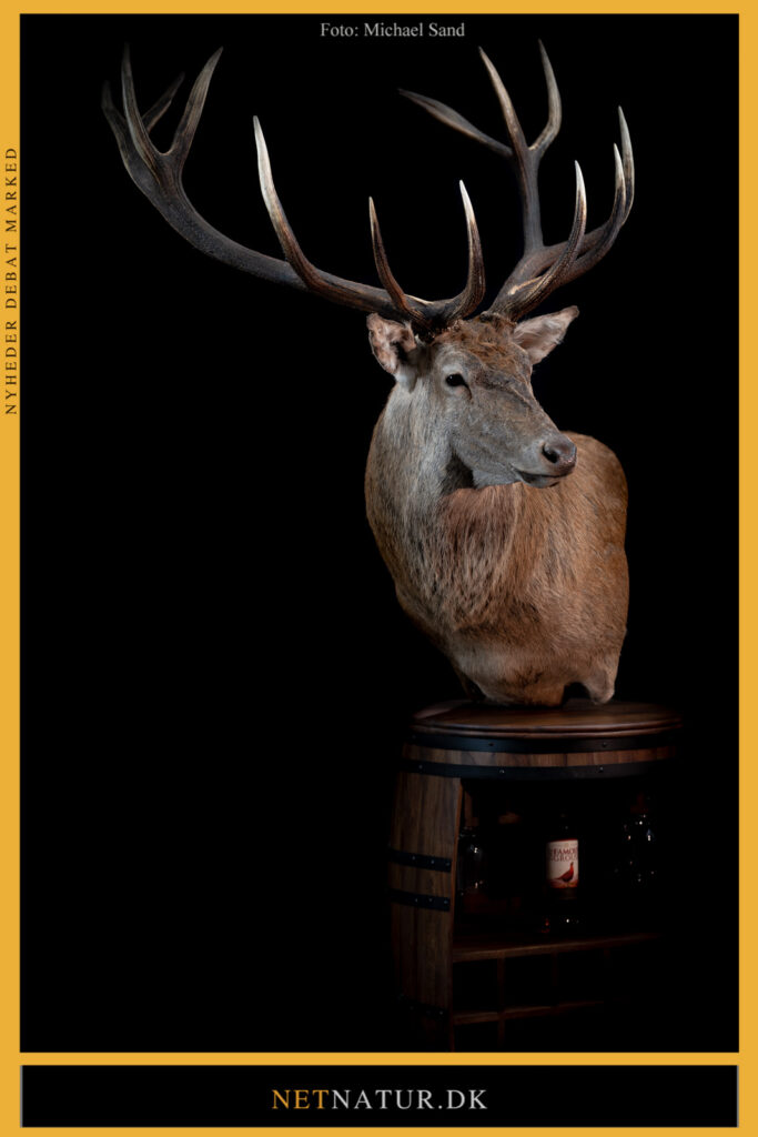 Konservator kronhjort