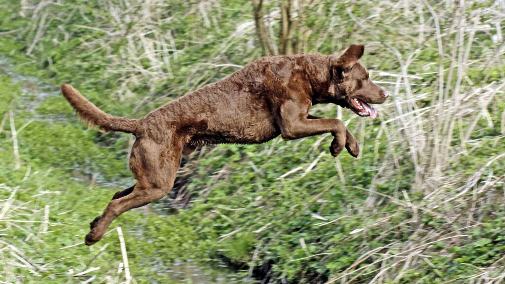CHESAPEAKE BAY RETRIEVER