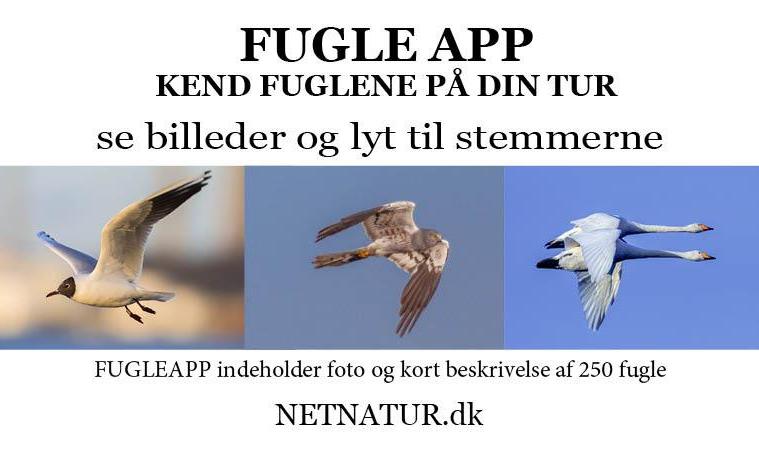 gå på arbejde hjørne smag Ny app som kan genkende planter og blomster - Netnatur