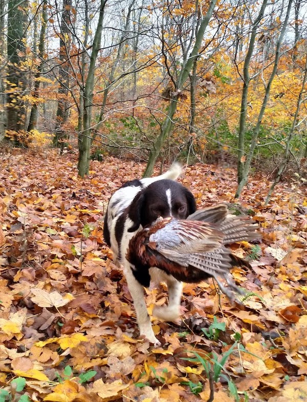 DRENTSCHE PATRIJSHOND