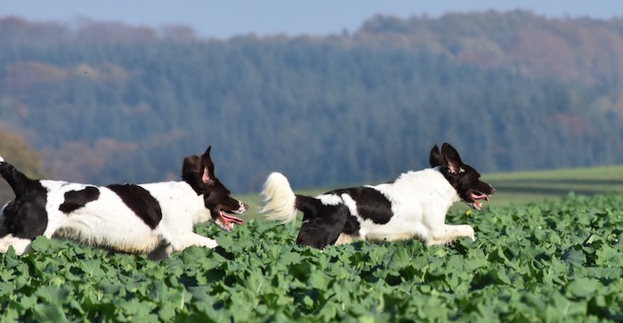 DRENTSCHE PATRIJSHOND