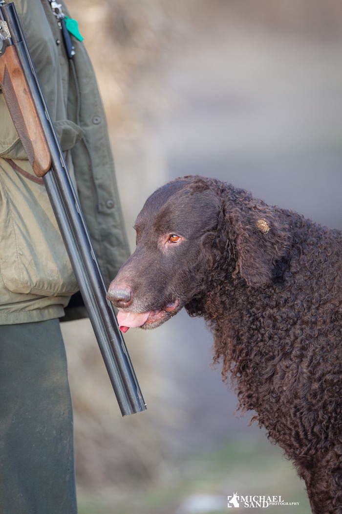 Curly coated retriever