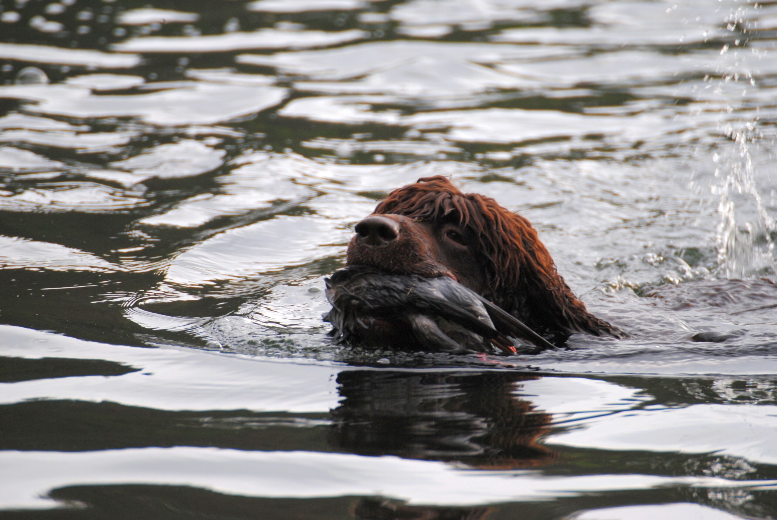 Irish Water Spaniel