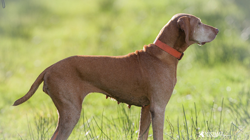 Wizsla - kort- og ruhåret