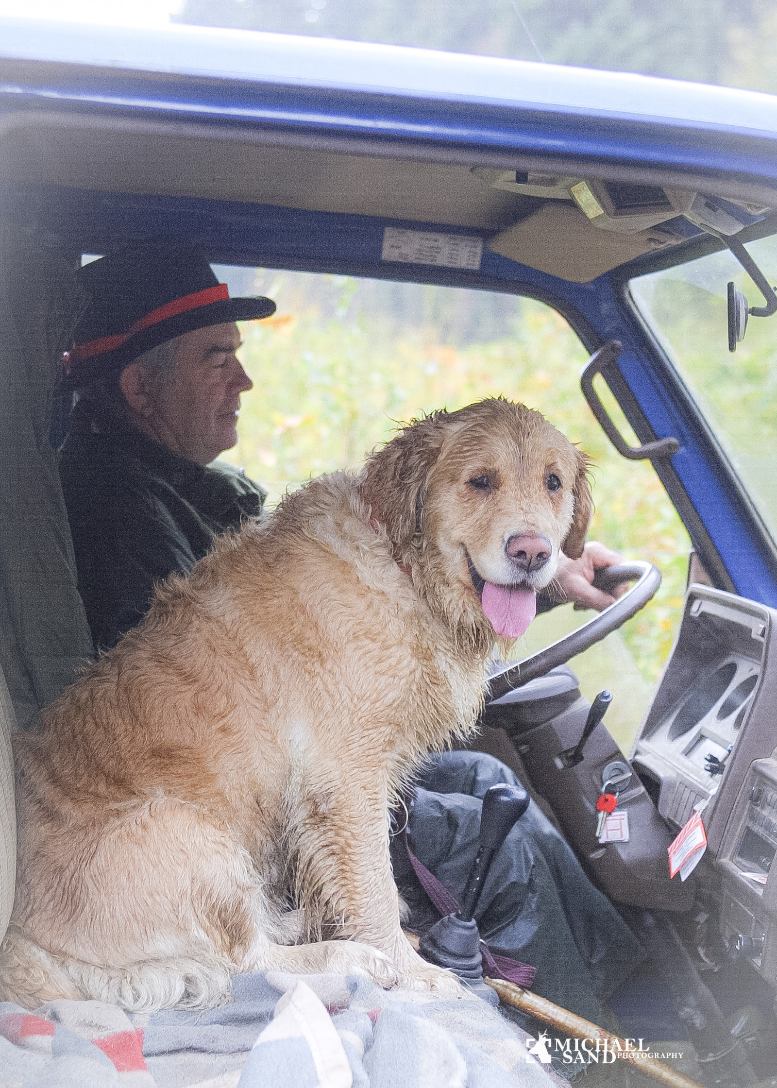 Golden retriever