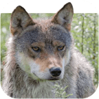UlveApp