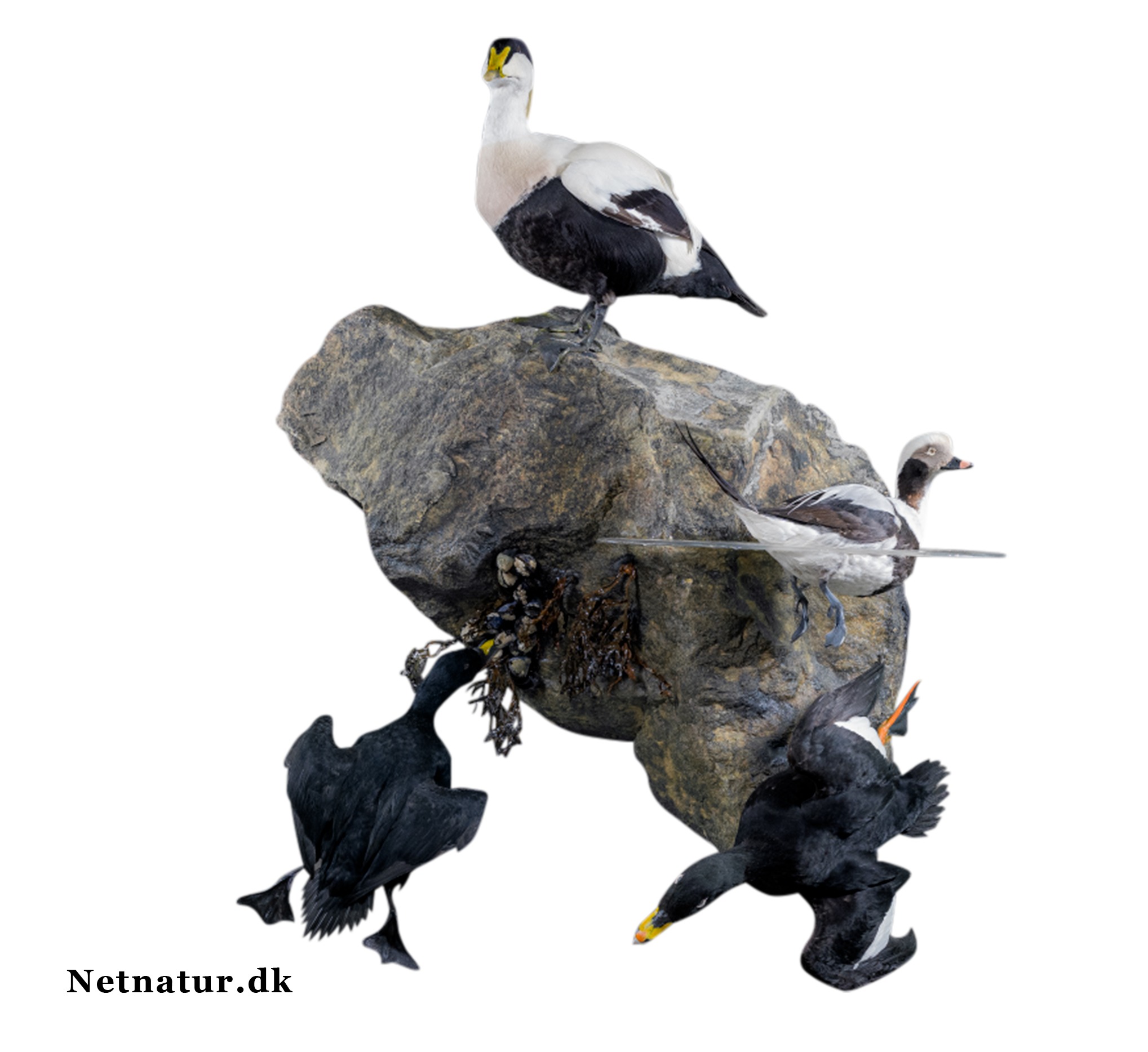 Dykænder som trofæ