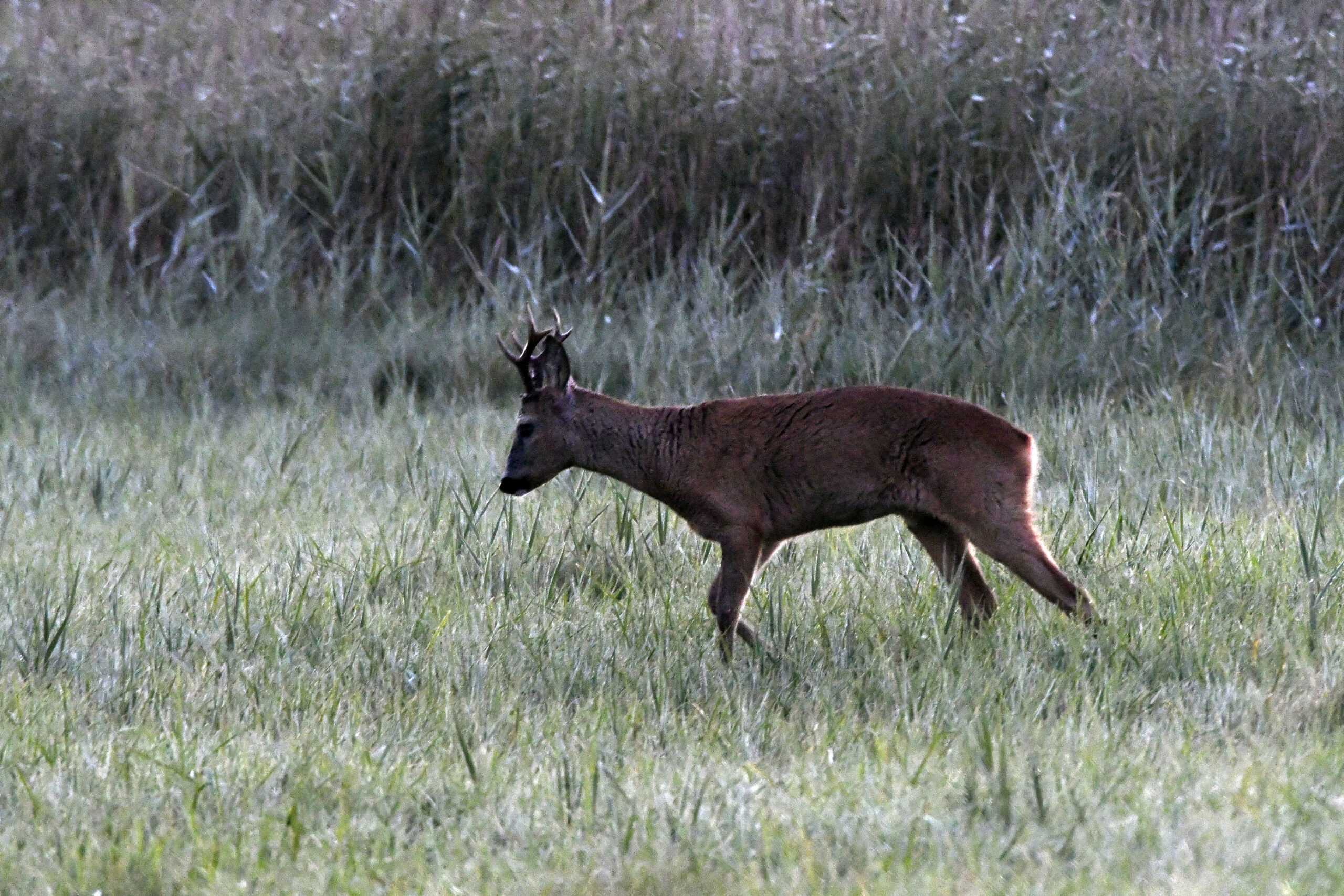 Hvilke bukke bærer de største opsatser?