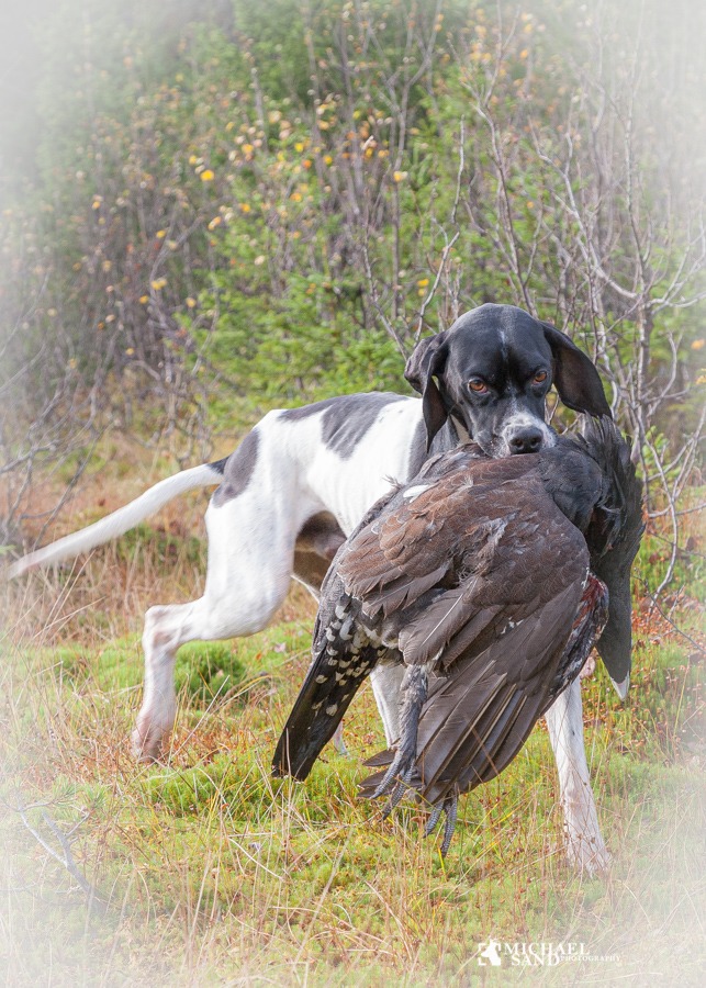 Hund til Hvordan reglerne, hvis hunden skal med på