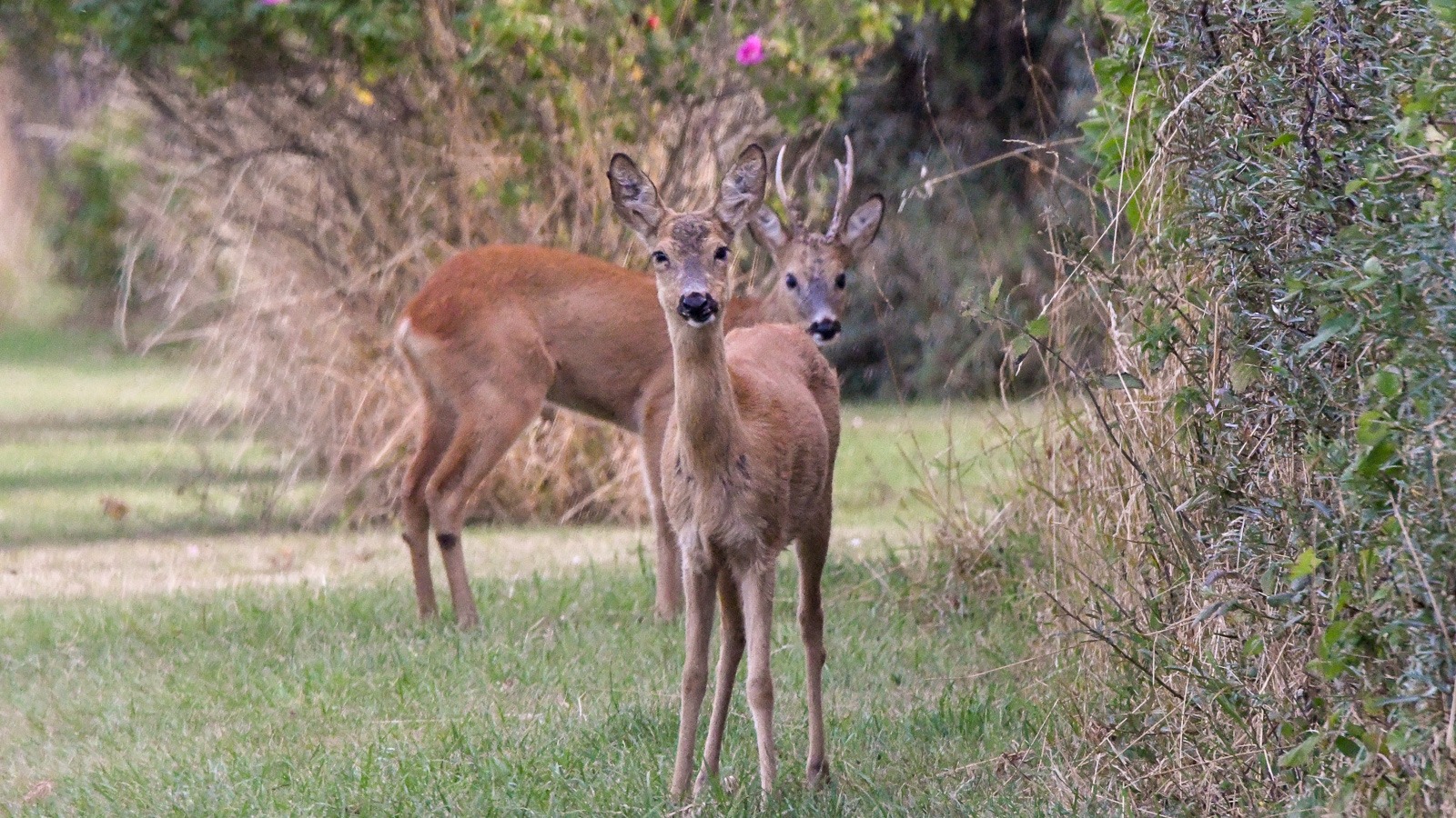 Ro på råvildtet igen