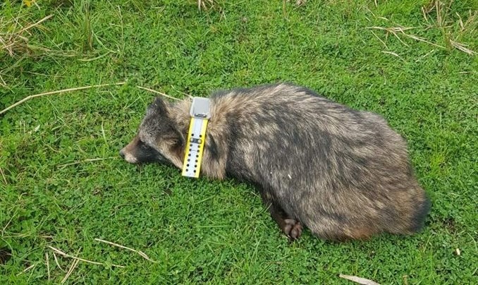 Flere mårhunde på fyn med gps