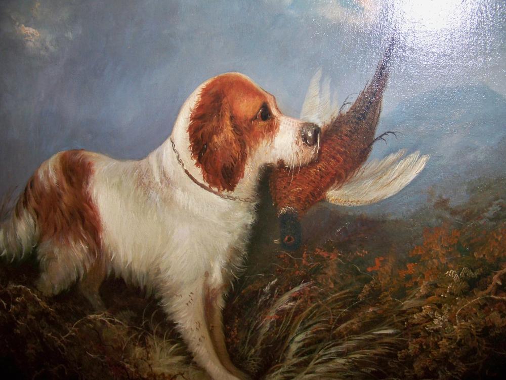 KOOIKERHONDJE