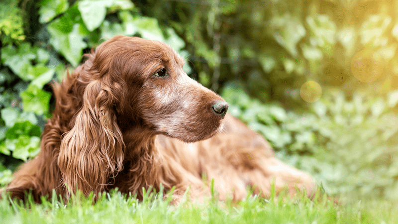 Den gamle hund