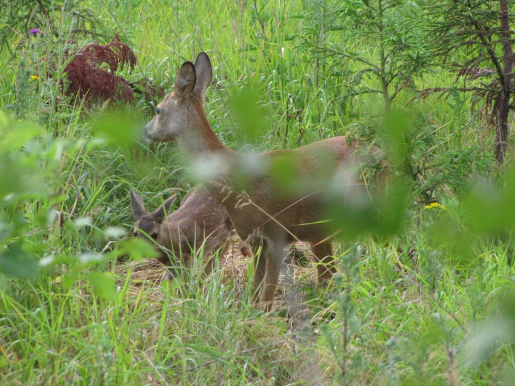 Råvildt afskydning - rå med lam