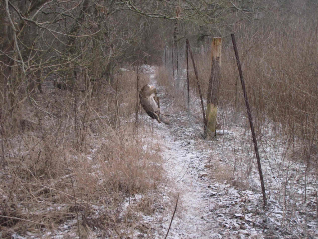 Råvildt afskydning - rå i hegn