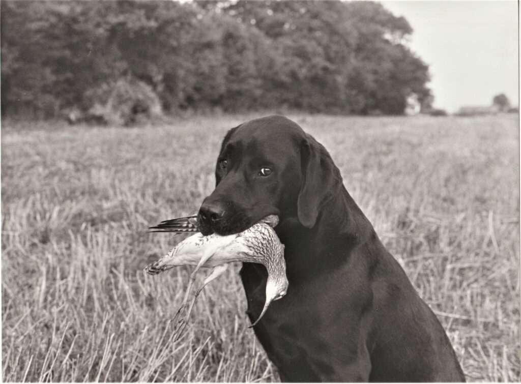 Labrador med regnspove
